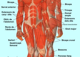 Musculatura en català | Recurso educativo 730990