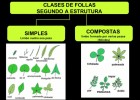 Tipos de follas | Recurso educativo 734796