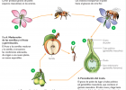 Ciclo vital de un manzano | Recurso educativo 735267