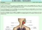 Respiración en humanos | Recurso educativo 735902