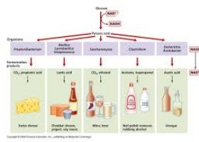 Historia de las fermentaciones | Recurso educativo 739069