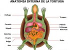 Los aparatos circulatorios. | Recurso educativo 739554