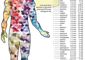 Abundància dels elements químics al cos humà | Recurso educativo 739799