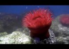 Actinia equina (tomate de mar) | Recurso educativo 741360