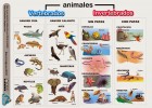 Clasificación de los animales. | Recurso educativo 743529