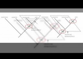 Arbre filogenètic | Recurso educativo 745097