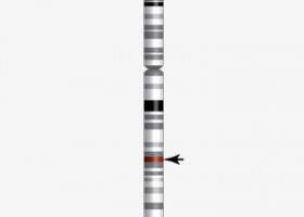 Genetic Discovery Timeline | Recurso educativo 745517