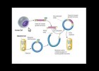 Recombinant DNA | Recurso educativo 748077