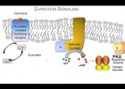 Las hormonas | Recurso educativo 750803