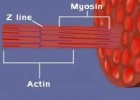 Microanatomia Muscular | Recurso educativo 754711