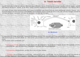 Teixit nerviós | Recurso educativo 754768