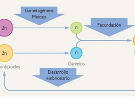 La gametogènesi | Recurso educativo 758384