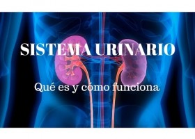 El sistema urinario | Recurso educativo 764300