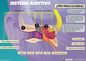 6 infografías bilingües sobre el cuerpo humano | Recurso educativo 764945