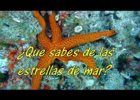 ¿Que sabes de las estrellas de mar? | Recurso educativo 766736