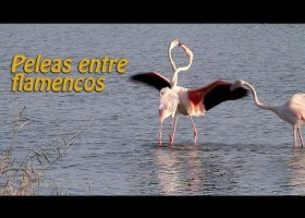 Pelea de flamencos en un humedal. | Recurso educativo 766881