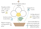 Actividad 5 Primeros Minutos (5PM): la flor de las colocaciones | Recurso educativo 772692