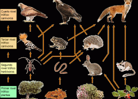Xarxa alimentària terrestre | Recurso educativo 776784