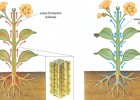 Teixits conductors de les plantes | Recurso educativo 776778