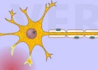 Impuls nerviós | Recurso educativo 777626