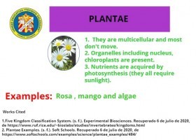 plantae.jpg | Recurso educativo 781285