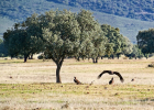 Cabañeros National Park | Recurso educativo 784780