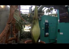 Titan Arum | Recurso educativo 789744