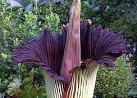 Titan Arum | Recurso educativo 789746