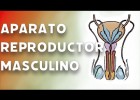 El aparato reproductor masculino | Recurso educativo 773205