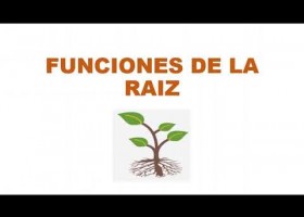 Sesión 27 Funciones de la Raíz | Recurso educativo 7903552